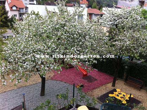 Apple blossoms